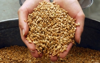 Государство выполнило прием зерна нового урожая на 65%