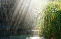 Дожди и грозы: синоптики дали прогноз на сегодня