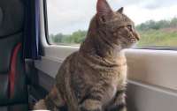 В УЗ напомнили, что перевозить котов проблематично