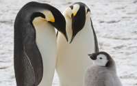 В Антарктиді виявили невідомі раніше колонії імператорських пінгвінів