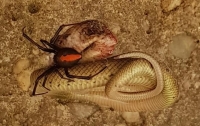 Самый опасный паук Австралии победил самую ядовитую змею