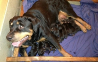 У собаки Ляшко родились 11 щенят (ФОТО)