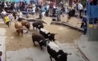 Разъяренные быки атаковали толпу зрителей в Испании (видео)