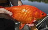 Большим озерам Канады угрожают гигантские золотые рыбки