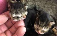 Котенок с двумя мордочками родился в США
