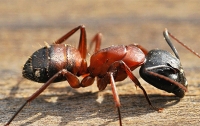 Ученые поставили муравьев на беговую дорожку (Видео)