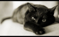 В США хозяевам черных кошек советуют запереть их дома на Хеллоуин 