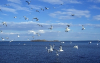 Чаек и бакланов на Азовском море погубил грибок