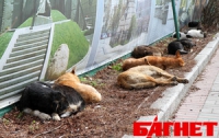 Самые опасные животные в Украине  - бездомные собаки