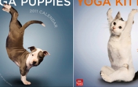 Выпущен календарь с котятами и щенками-йогами (ФОТО)