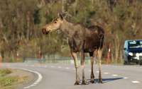 Суперечки між владою та громадськістю спричинив подорожуючий лось