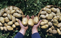 Отечественное картофелеводство спасет украинская наука