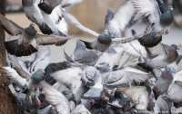 Містяни скаржаться, на сусідку, яка відправляє голубів гадити на їх автівки (відео)