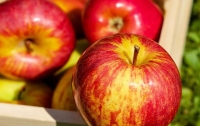 Кому нельзя есть яблоки