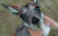 Австралийского чиновника во время утренней пробежки побил кенгуру