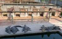 Розірвали на частини: 40 крокодилів з'їли власника ферми