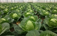 В Украине рекордно дешевеет молодая капуста