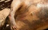 В центре Нью-Йорка найден труп свиньи с человеческими конечностями (ФОТО)
