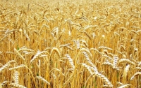 Украина увеличила экспорта зерна на 24%