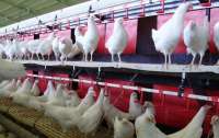 На птицефабрике в Полтавской области погибли 600 тысяч кур