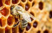 Торонто можуть атакувати мільйони бджіл