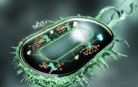 Ученые создали «бактерий-киборгов»