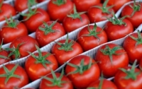 В Украину завезли зараженные томаты из Турции