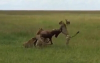 Голодная гиена спасла антилопу от пяти гепардов (видео)