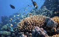 Коралловые рифы на грани вымирания: ученые предупредили о рисках глобального потепления