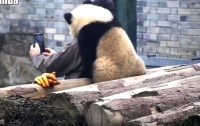 Панда, делающая селфи, покорила интернет-пользователей (ВИДЕО)