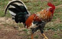 Петух насмерть заклевал женщину во время сбора яиц