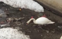 Соцсети обсуждают видео, на котором лебедь убирает мусор из озера