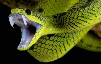Змея полгода терроризировала семью (видео)