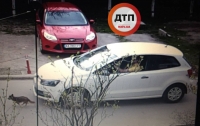 В Киеве водитель авто намеренно раздавил маленькую собачку