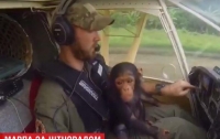 Обезьяна за штурвалом: шимпанзе полетал на самолете (видео)