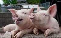 Статистика утверждает, что свиней в Украине стало больше