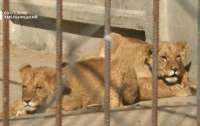 У Хмельницькому з зоопарку втекли два леви
