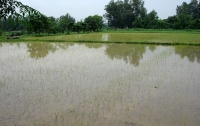 В Крыму из-за нехватки воды погиб весь урожай риса