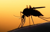 Тропическая малярия в Запорожье: стало известно о смертельном исходе