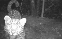 Самая редкая кошка Земли попала на видеорегистратор