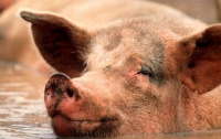Украина заплатит за чуму свиней 3,3 млн гривен
