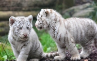 В ялтинском зоопарке умер второй тигренок
