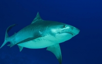 Гигантская акула напала на мужчину у побережья Австралии