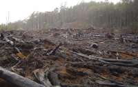 Уничтожение леса в Украине уже достигло всеевропейских масштабов (видео)
