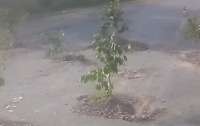Люди посадили вишни в ямах на дорогах