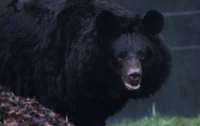 Пострадавший от войны в Украине медведь нашел новый дом в Шотландии