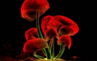 Британские ученые доказали, что «волшебные» галлюциногенные грибы полезны для здоровья