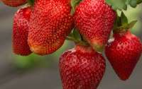 Первая клубника может быть опасна