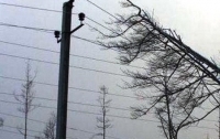 Киевлян предупредили о сильных порывах ветра 29-30 июля