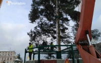 На Софийской площади в Киеве начали устанавливать главную елку страны (ФОТО)